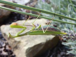 green Mantis beneath grass blade