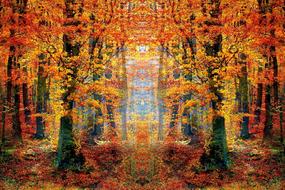 forest fall trees autumn landscape