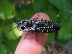 alaus oculatus on the finger