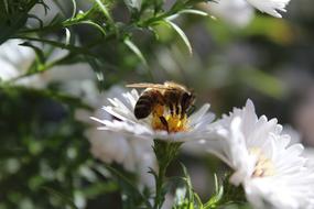 prodigious Bee Insect