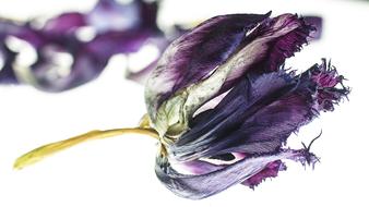 Tulip Dried Plant Blue