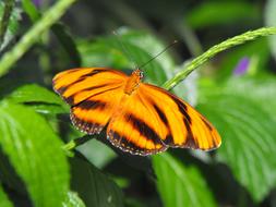 Butterfly Leaf Outdoor