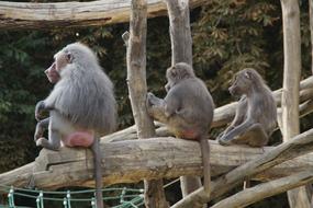 family of baboons in a tree at the zoo