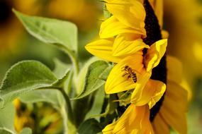 Sunflower Flower Bloom Evening