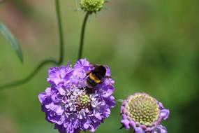 Honey Bee insect on purple Flower