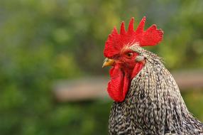 head of grey rooster with red comb