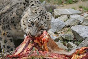 wild animal eats meat