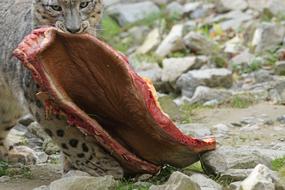 animal of prey eats meat