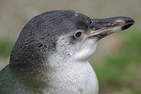 prodigious Penguin Humboldt