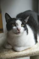 resting grey and white cat