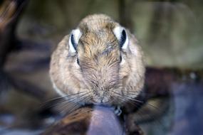 a guinea pig on a log in a zoo