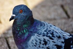 Beautiful colorful dove on a paved road