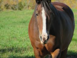 brown horse on meadow