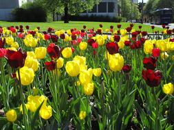 Tulip Tulips Flower Garden