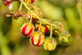 cherry tomatoes on a branch in the garden