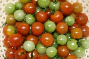 cherry tomato harvest