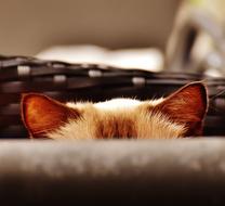 Ears of cat Hidden in basket