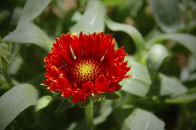 red orange blooming flower