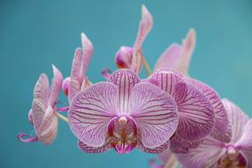 Orchid Purple Flower