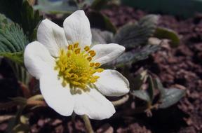 Flower Strawberry White