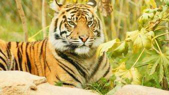 tiger in the grass close-up in a blurred background