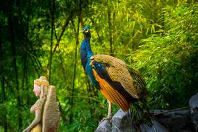 Animals Poultry Birds