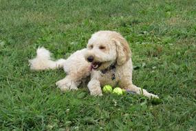 Golden Doodle Puppy