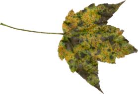 Autumn Fall Transparent