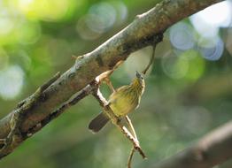 yellow-breasted flowerpecker bird