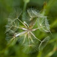Dry Flower Detail Of The