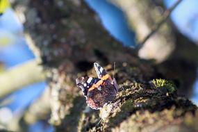 incredible Butterfly Insect Colorful, france