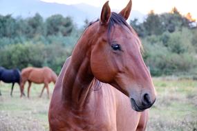 Beautiful, colorful and cute horses on the green grass, near the green trees
