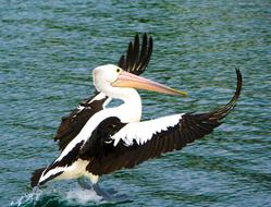prodigious Pelican Bird