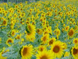 Yellow Sunflower Field summer nature