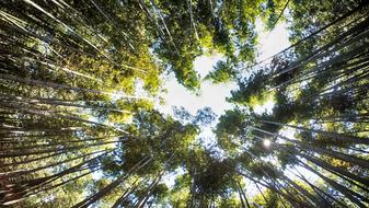 Bamboo Forest Japan