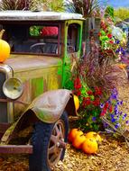 Truck Pumpkins Flowers
