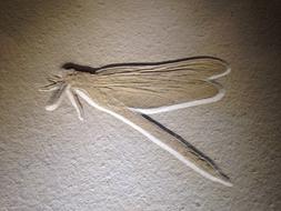 relief on the wall in the shape of a dragonfly