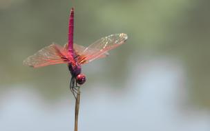 incredible Dragonfly Red Animal
