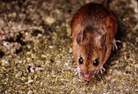 closeup view of Cute Mouse Rodent