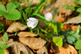 romantic white flowers in autumn forest