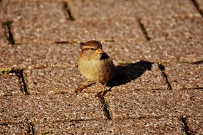 sparrow on the sidewalk as a city bird