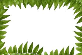 green leaves, photo frame