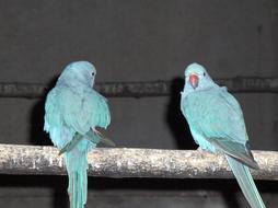 two blue parrot in Bangkok Safari Park in Thailand
