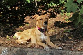 brown domestic dog with a pink collar