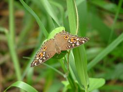 Colorful patterned peacock Butterfly on green grass in Thailand