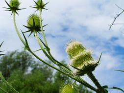 wild thistle in the field