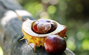 open autumn chestnut, forest