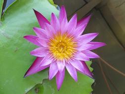 Lotus Purple water Flower
