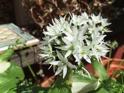 BearS Garlic Flower Garden