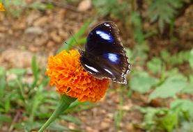 Danaid Eggfly, Tropical Butterfly on marigold flower